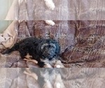 Small Photo #4 Poovanese Puppy For Sale in AMADO, AZ, USA
