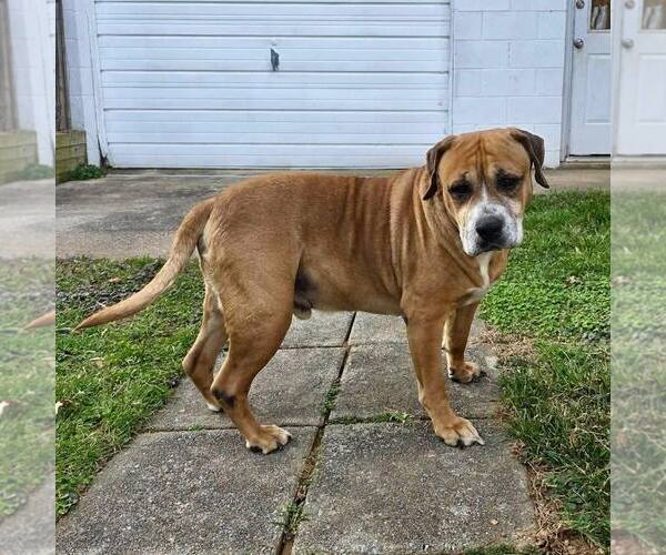 Medium Photo #4 Boxer-Unknown Mix Puppy For Sale in New Oxford , PA, USA