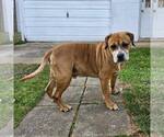Small Photo #4 Boxer-Unknown Mix Puppy For Sale in New Oxford , PA, USA