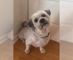 Small #3 Lhasa Apso