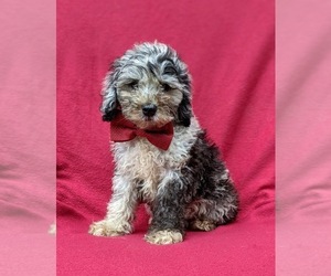 Cock-A-Poo-Poodle (Miniature) Mix Puppy for sale in CHRISTIANA, PA, USA