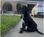 Small #6 Mutt