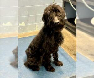 Mutt Dogs for adoption in Woodland, CA, USA