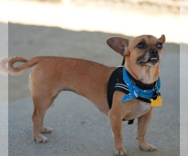 Medium Photo #4 Chiweenie Puppy For Sale in San Francisco, CA, USA
