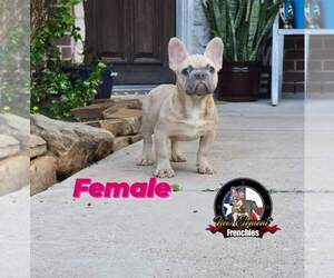 French Bulldog Puppy for sale in HOUSTON, TX, USA