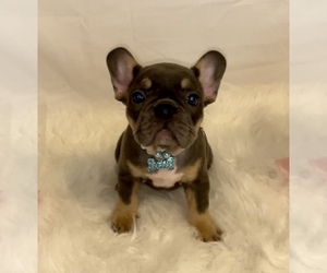 French Bulldog Puppy for sale in HOUSTON, TX, USA