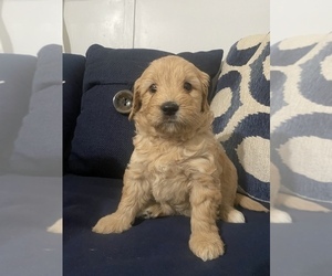 Goldendoodle (Miniature) Puppy for Sale in SAN DIEGO, California USA