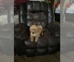Small #3 Golden Retriever