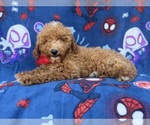 Felix - Male Goldendoodle (Miniature) Puppy for Sale - Photo #9