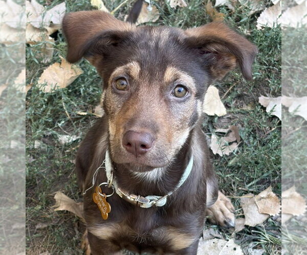 Medium Photo #1 German Shepherd Dog-Unknown Mix Puppy For Sale in Minneapolis, MN, USA