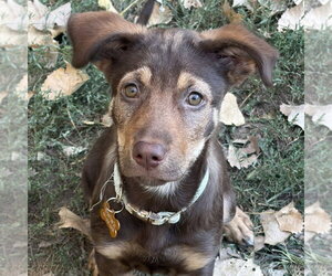 German Shepherd Dog-Unknown Mix Dogs for adoption in Minneapolis, MN, USA