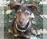 Small German Shepherd Dog Mix