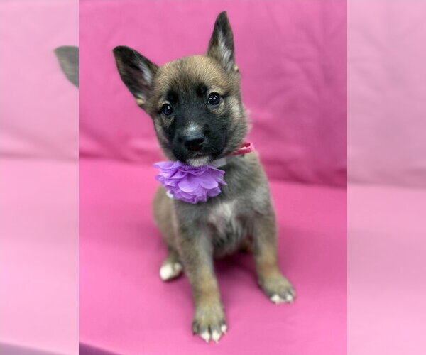 Medium Photo #1 Gerberian Shepsky Puppy For Sale in Lakewood, CO, USA