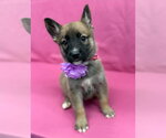 Frosting - Male Gerberian Shepsky Dog for Adoption - Small photo
