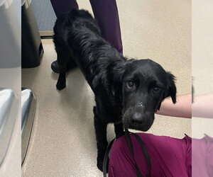 Labrador Retriever-Unknown Mix Dogs for adoption in Woodbury, NY, USA