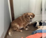 Small Cavalier King Charles Spaniel Mix