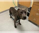 Small American Pit Bull Terrier