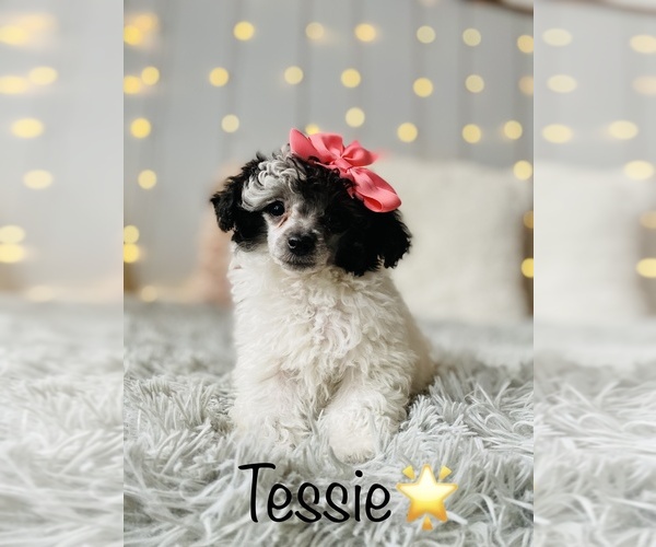 Medium Photo #1 Poodle (Toy) Puppy For Sale in COOKEVILLE, TN, USA