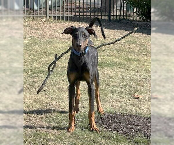 Medium Photo #22 Doberman Pinscher Puppy For Sale in Boonton, NJ, USA