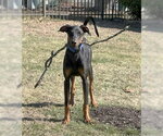 Small #21 Doberman Pinscher