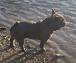 Small Photo #1 French Bulldog Puppy For Sale in COLUMBIA FALLS, MT, USA