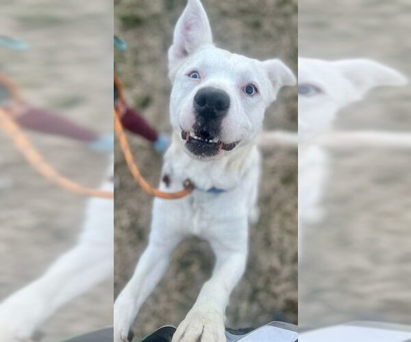 Medium Photo #3 Mutt Puppy For Sale in Louisville, KY, USA