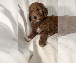 Goldendoodle Puppy for sale in CARBONDALE, IL, USA