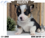 Puppy Felicity Pembroke Welsh Corgi