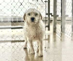 Mutt Dogs for adoption in Grafton, WI, USA