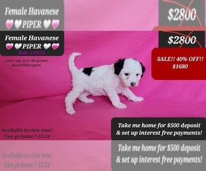 Havanese Puppy for sale in TUCSON, AZ, USA