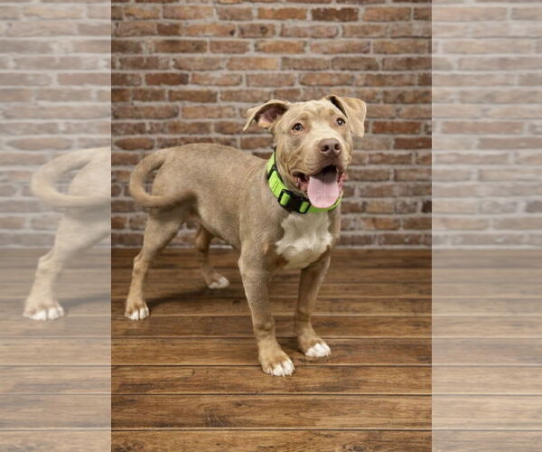 Medium Photo #5 Mutt Puppy For Sale in Euless, TX, USA