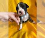 Small Photo #21 Boxer Puppy For Sale in LAUREL, DE, USA