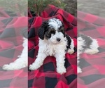 Puppy Zya Cockapoo