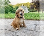 Small Photo #4 Labradoodle Puppy For Sale in HAMDEN, CT, USA