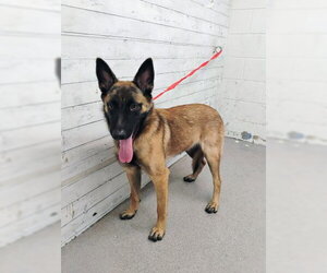 Mutt Dogs for adoption in San Bernardino, CA, USA
