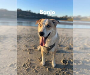 Border Collie-Siberian Husky Mix Dogs for adoption in San Diego, CA, USA