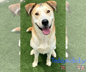 Teddy - Male Alaskan Malamute-German Shepherd Dog Mix Dog for Adoption - Photo #6