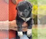 Small #3 Australian Shepherd
