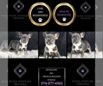 Small Photo #29 French Bulldog Puppy For Sale in WARSAW, IN, USA