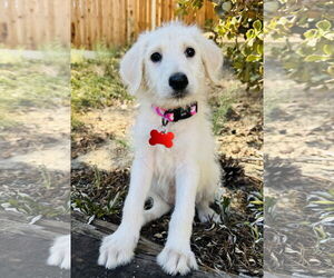 Medium Labrador Retriever