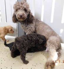 Mother of the Goldendoodle-Poodle (Miniature) Mix puppies born on 03/18/2018