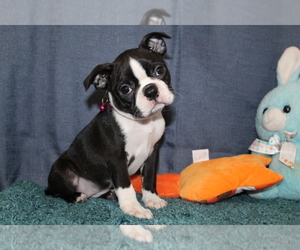 Boston Terrier Puppy for sale in BROOKSVILLE, FL, USA