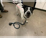 Small German Shorthaired Pointer Mix