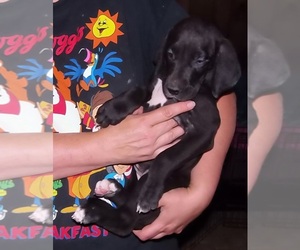 Great Dane Puppy for sale in SPRAGGS, PA, USA