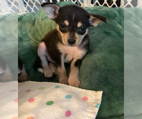 Medium Photo #1 Chihuahua-Unknown Mix Puppy For Sale in Plainfield, IL, USA