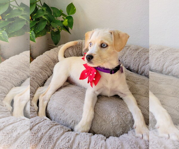 Medium Photo #4 Mutt Puppy For Sale in Corona, CA, USA