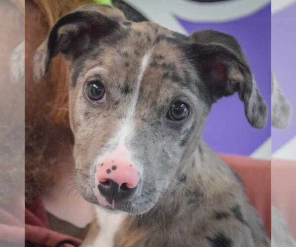 Medium Photo #2 Catahoula Leopard Dog-Unknown Mix Puppy For Sale in Huntley, IL, USA