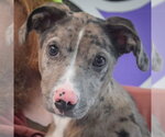 Small #1 Catahoula Leopard Dog Mix