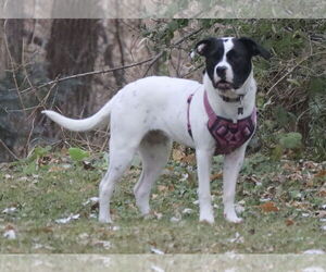 Lab-Pointer Dogs for adoption in Princeton, MN, USA