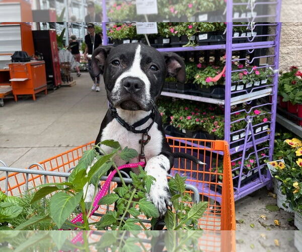 Medium Photo #2 American French Bull Terrier Puppy For Sale in Chester, VA, USA